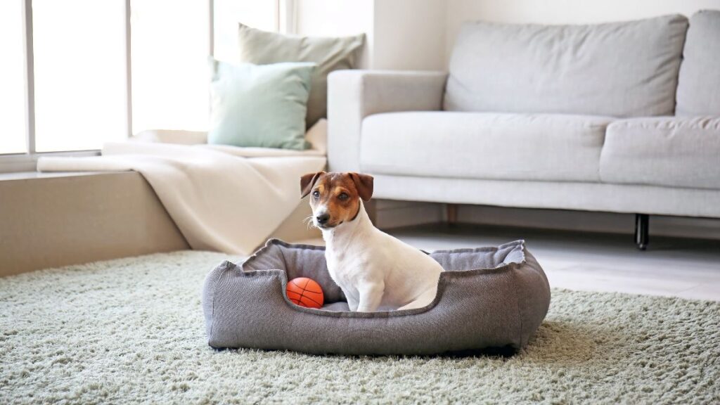 Freshening pet bedding by sprinkling with baking soda powder.