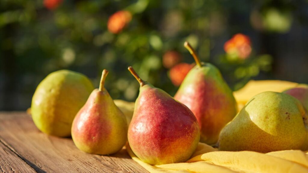 Ripe pears on a rustic wooden table with a yellow cloth in background.