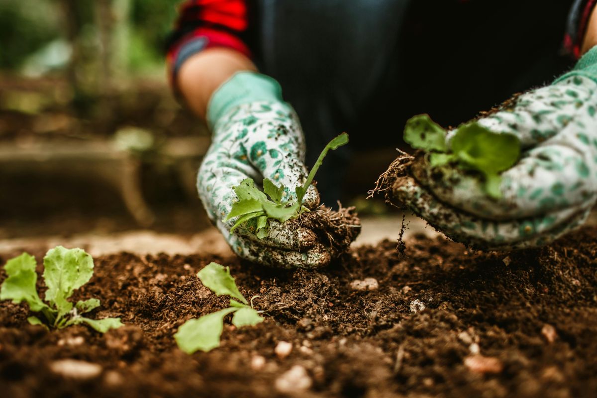 Hands gardening in soil as a calming creative self care activity.
