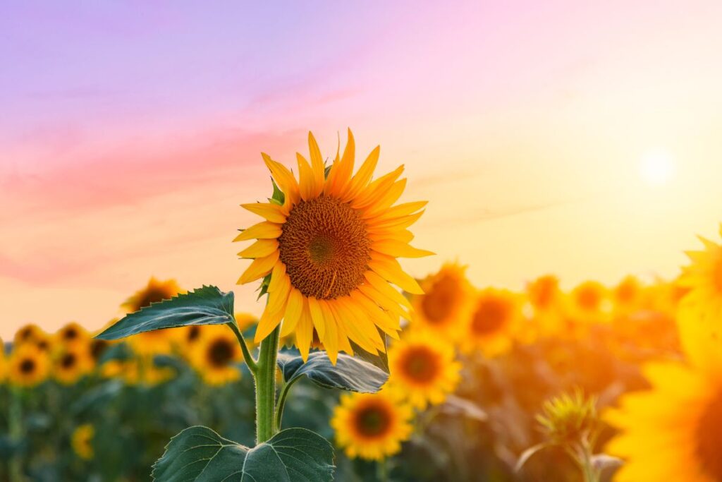 Bright sunflower field glowing under a golden sunset sky for inspiration.