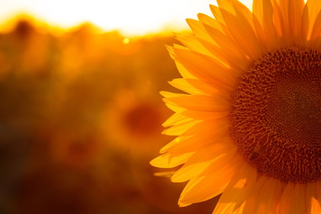 Close-up sunflower with glowing sunlight highlighting golden artistic petals.