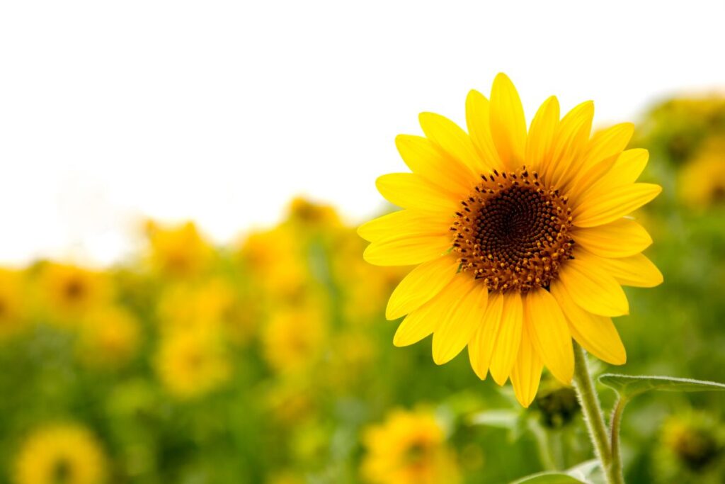 Single sunflower with crisp yellow petals standing tall against pale sky.