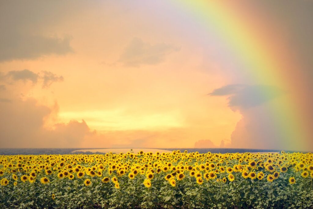 Sunflower field with rainbow arching over golden blooms in soft light.