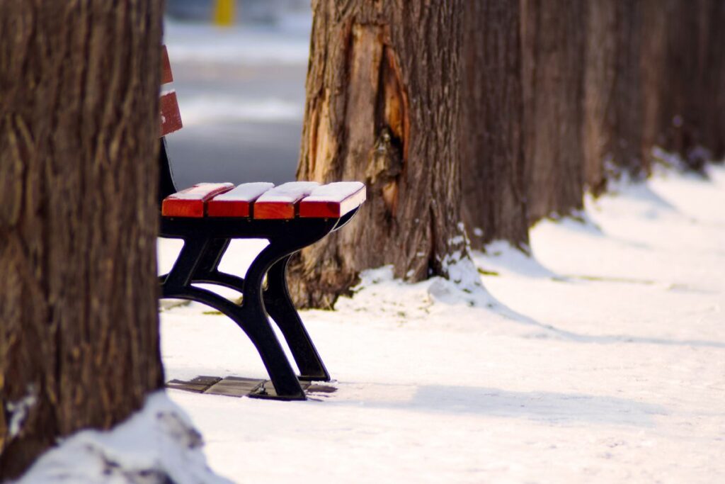 Wooden bench dusted with snow along a quiet row of winter trees.