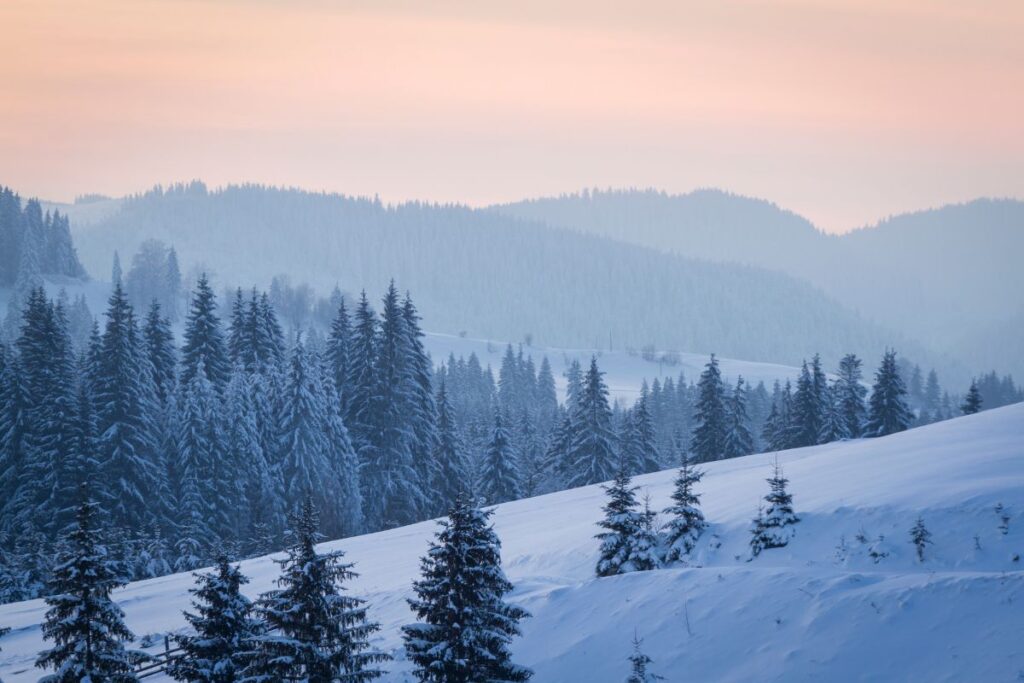 Winter landscape with pine trees and snow covered mountains.