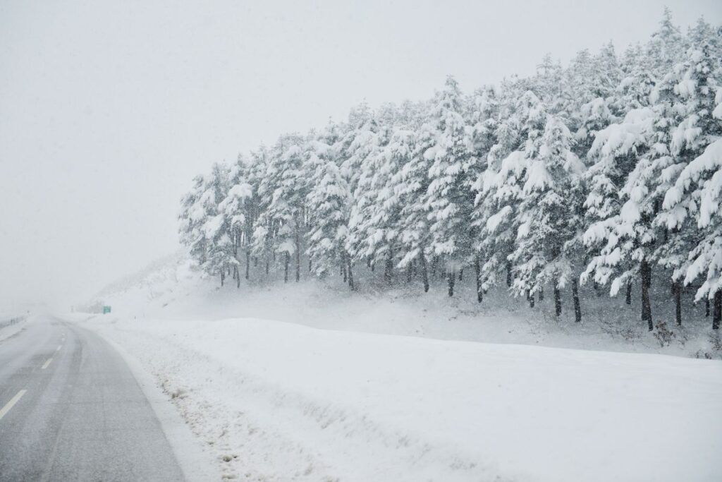 Snow-covered pine trees along a quiet winter road during heavy snowfall.