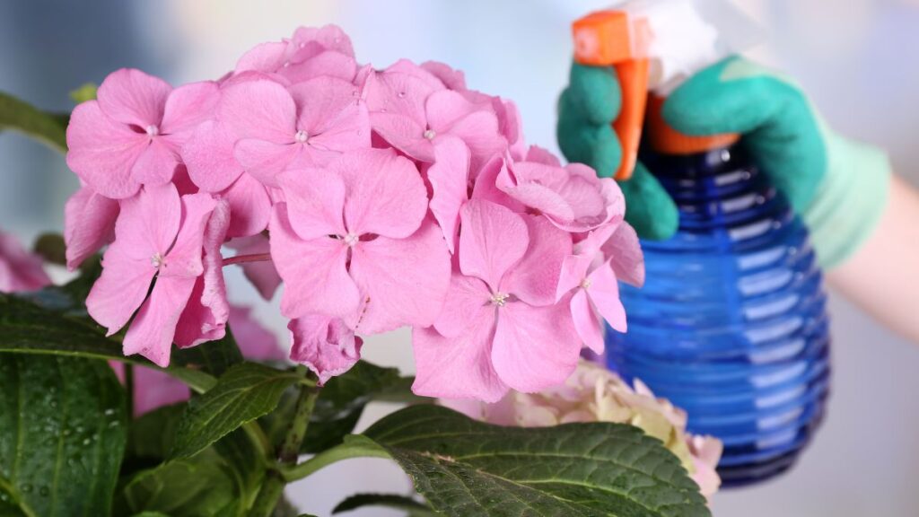 Close-up of pink hydrangeas being misted with a blue spray bottle.