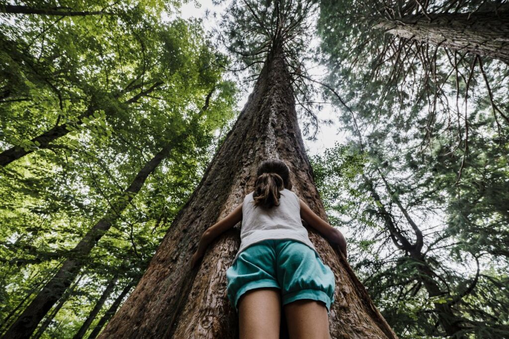 Upward view of a child hugging a tall forest tree, highlighting perspective, wonder, and connection.