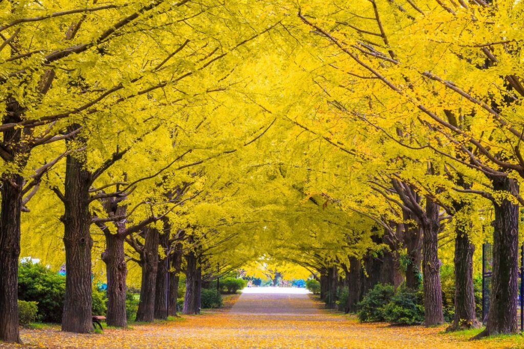 Golden tree-lined pathway with sunlight filtering through leaves, symbolizing peace, belonging, and a return home.