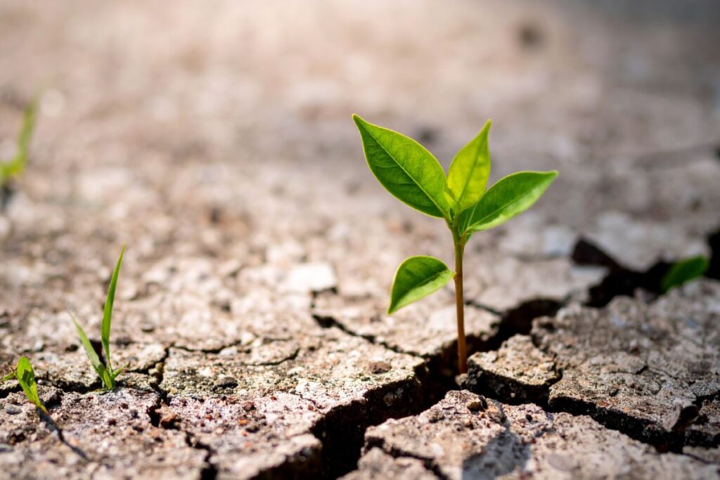 Young plant growing through cracked earth, representing change and personal growth.