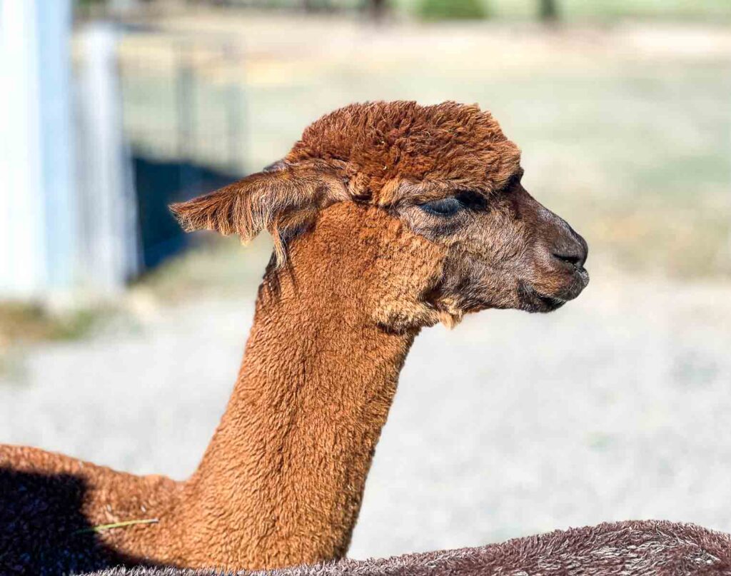 A brown alpaca turns its head gently to the side, standing quietly with a calm and reserved posture.