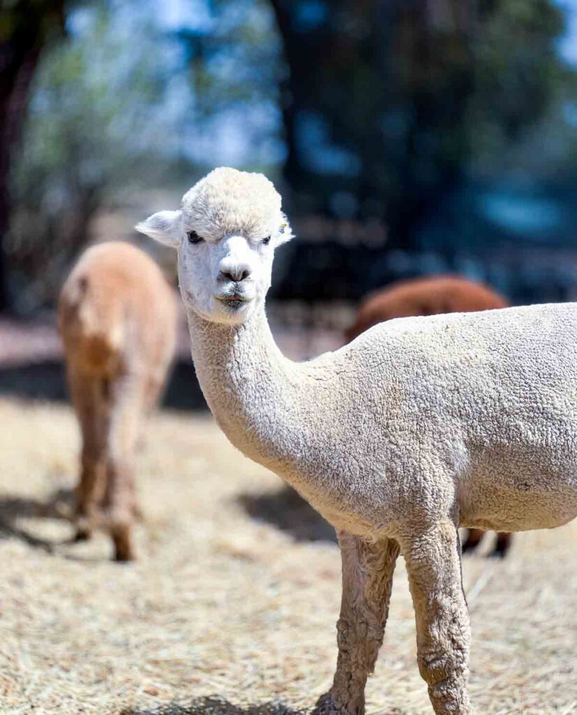 A cream-colored alpaca stands alert in a dry paddock, watching calmly while other alpacas move behind him.
