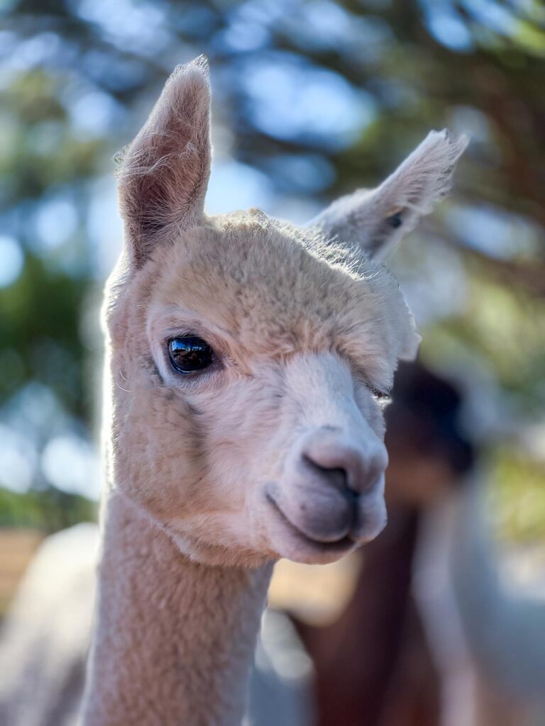 A close-up of a light cream alpaca with soft fur and curious eyes, standing slightly apart from the rest.