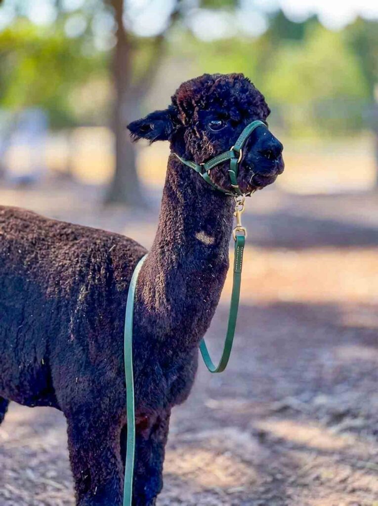 A dark brown alpaca wearing a green halter, standing calmly outdoors in soft natural light.