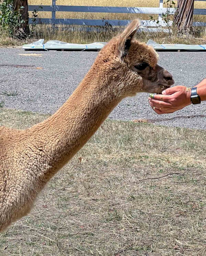 A light brown alpaca gently eating from a person’s hand in a grassy outdoor setting.