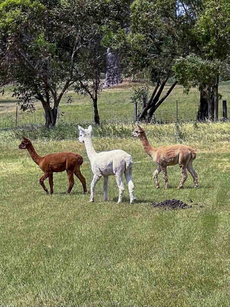 A small group of alpacas standing near a shared dung pile in a green pasture.