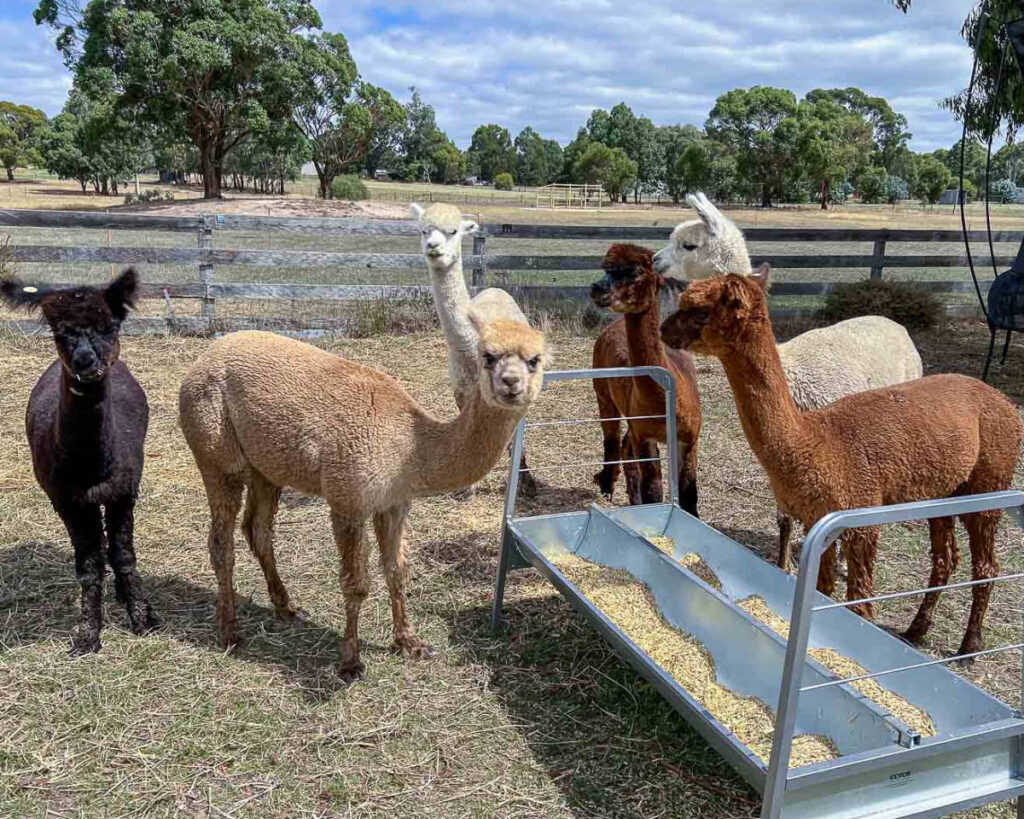 Six alpacas stand together near a metal feeder in an open paddock, surrounded by trees and dry grass.