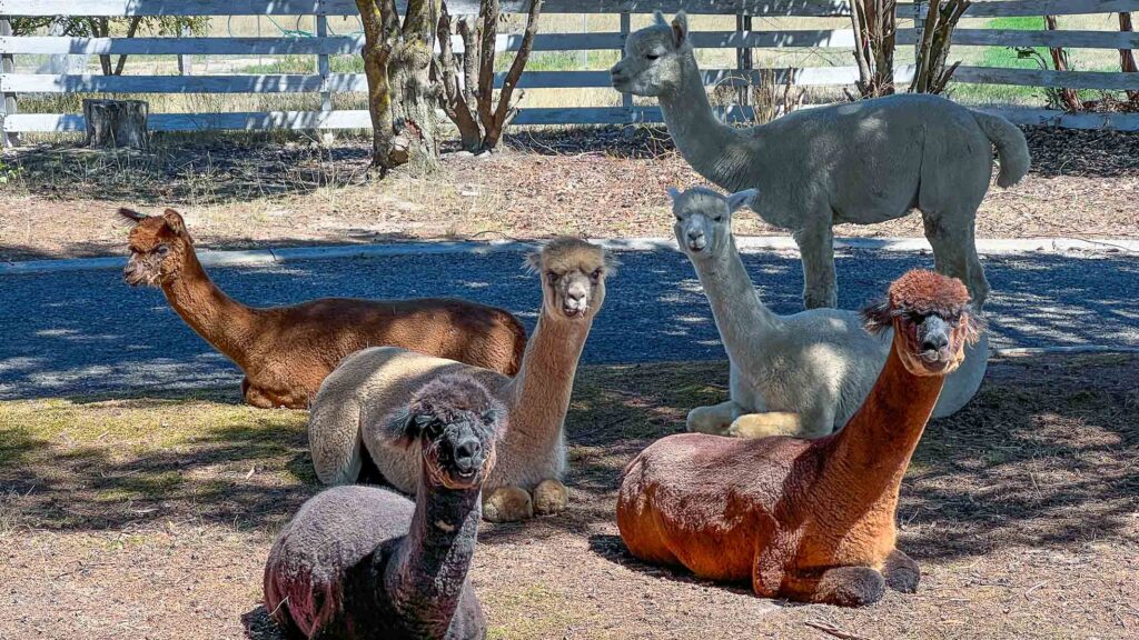 Several alpacas resting and sitting together in a shaded yard with a fence in the background.