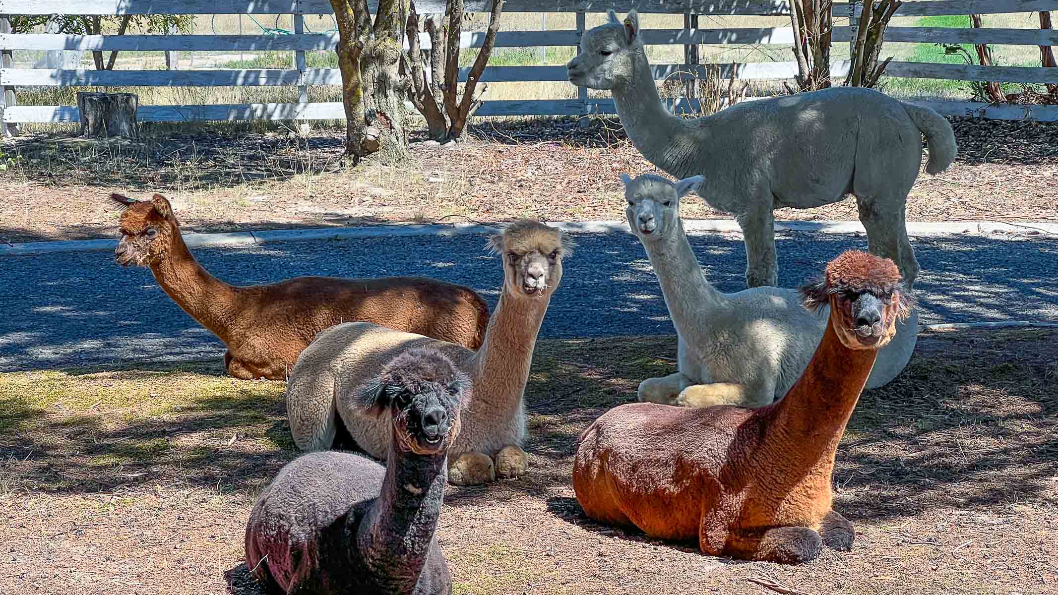 Several alpacas resting and sitting together in a shaded yard with a fence in the background.