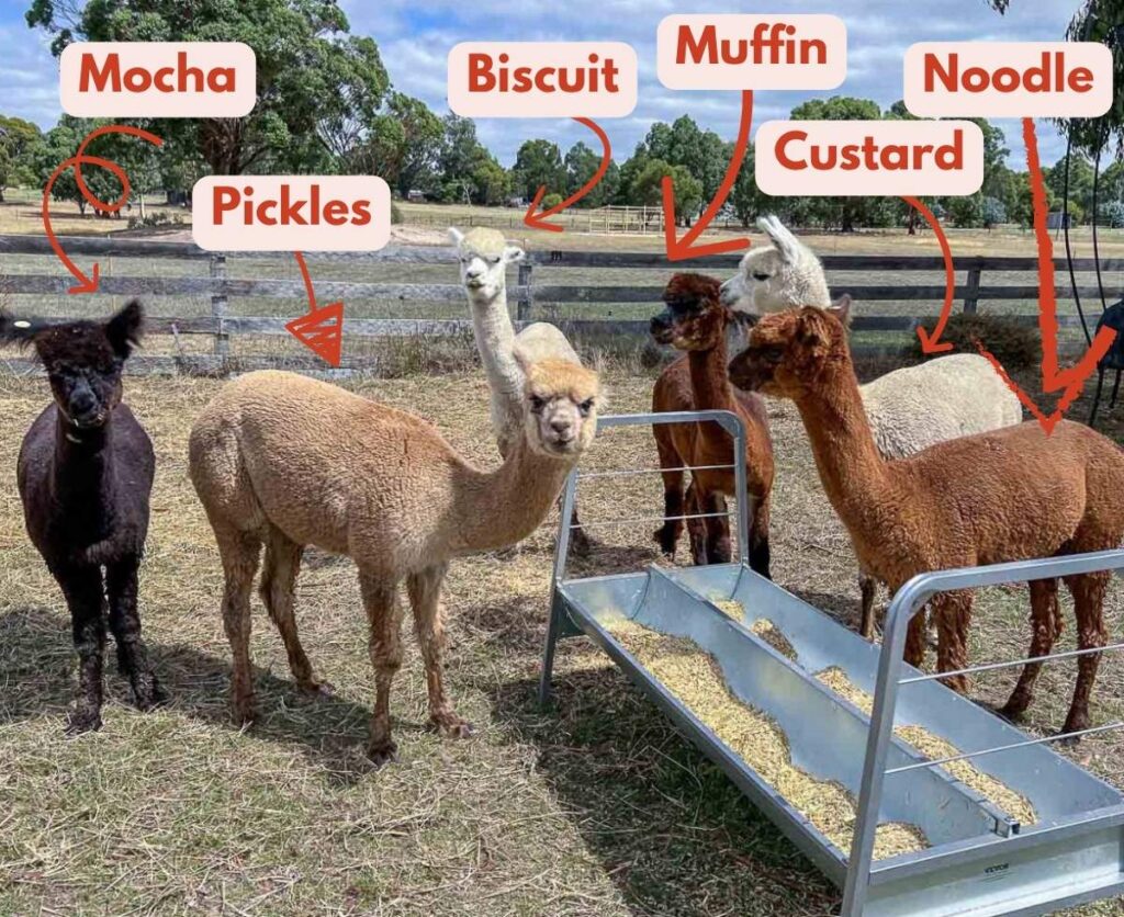 A group of six alpacas gathered around a feeding trough in a fenced paddock, each one showing a distinct personality.