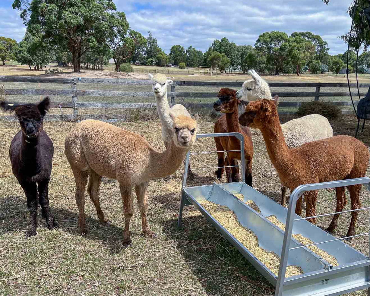 Six alpacas stand together near a metal feeder in an open paddock, surrounded by trees and dry grass.