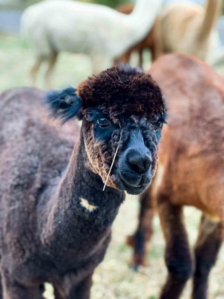 A small dark alpaca looks directly at the camera with soft eyes, a piece of hay resting near its mouth.