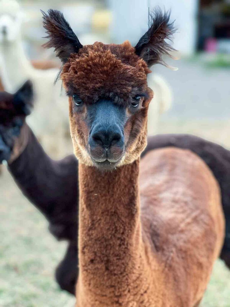A brown alpaca faces forward with a steady gaze, standing close to the others in the background.