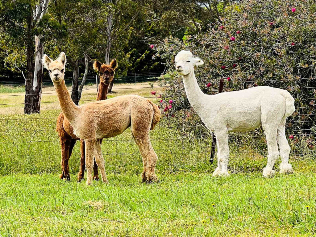 Three alpacas standing in a grassy pasture, alert and looking toward the camera near a fence.