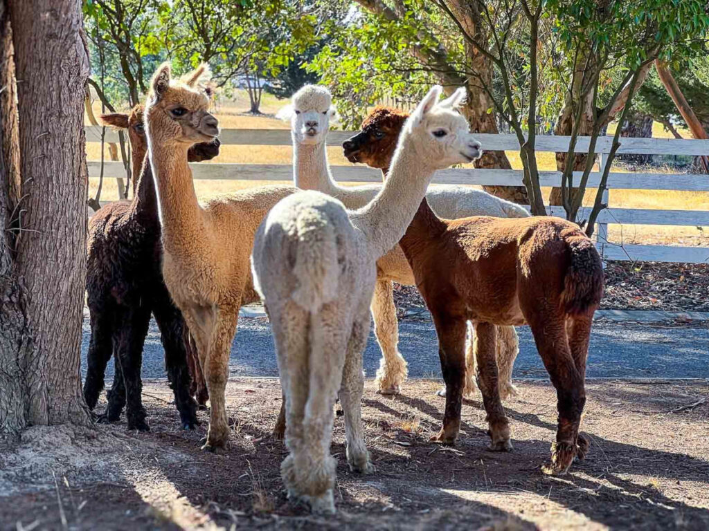 Group of alpacas gathered under trees, standing close together and watching attentively in a shaded paddock.