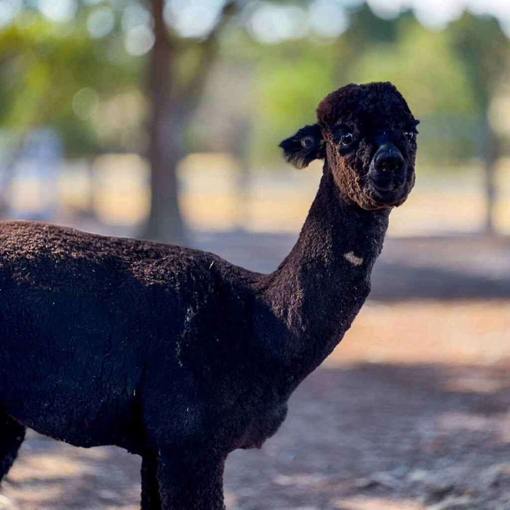 Close-up of a black alpaca with ears perked and head slightly turned, showing alert and curious expression.