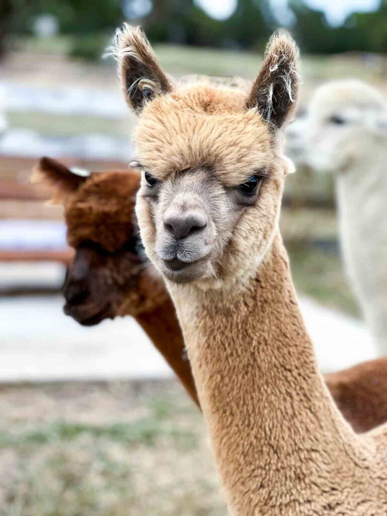 A light tan alpaca looks slightly to the side, ears perked and eyes alert, as if noticing something nearby.