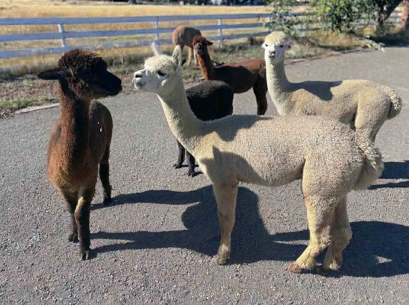 A group of alpacas standing close together on a path, facing each other with alert body language.