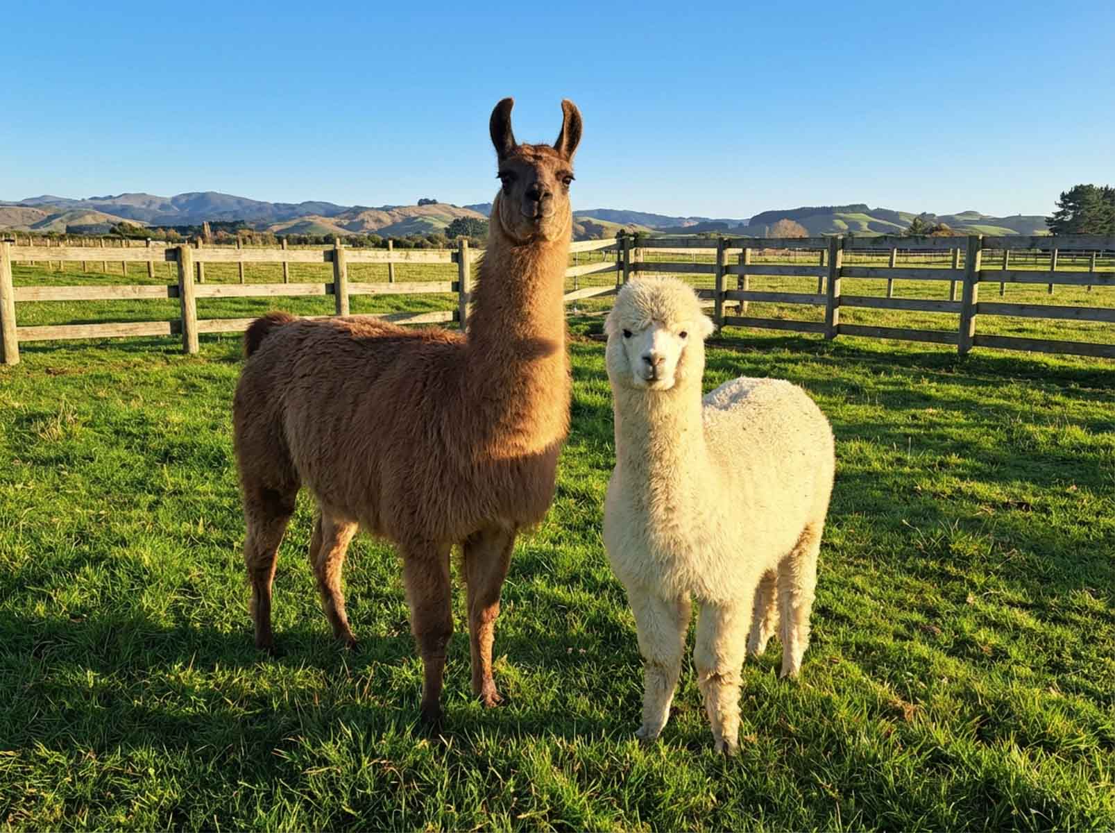 A cream white huacaya alpaca and a brown llama standing side by side in a lush green paddock, showing the clear size difference between the two animals.