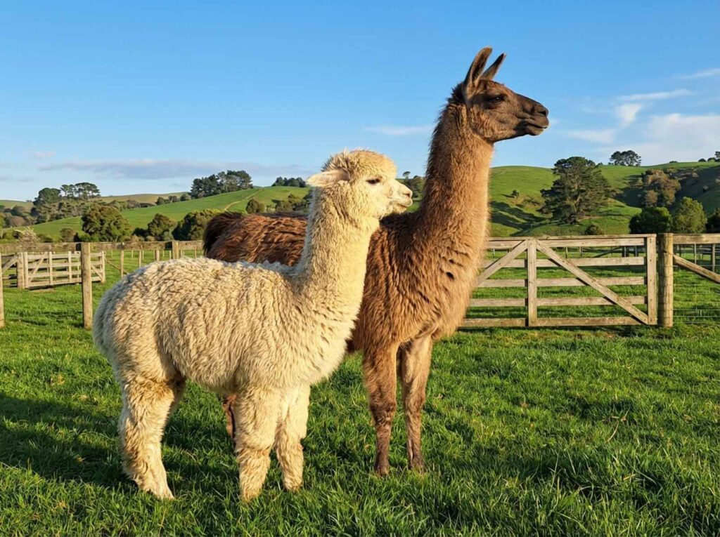 A cream white alpaca and a taller brown llama standing together in a sunny green paddock with rolling hills in the background, illustrating the size difference between alpacas and llamas.