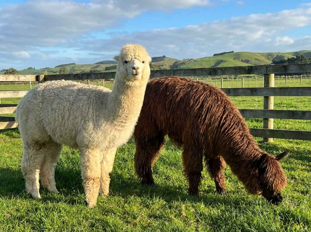 A cream white huacaya alpaca with fluffy crimped wool standing next to a dark brown suri alpaca with long silky hanging fibre, showing the difference between the two alpaca breeds.