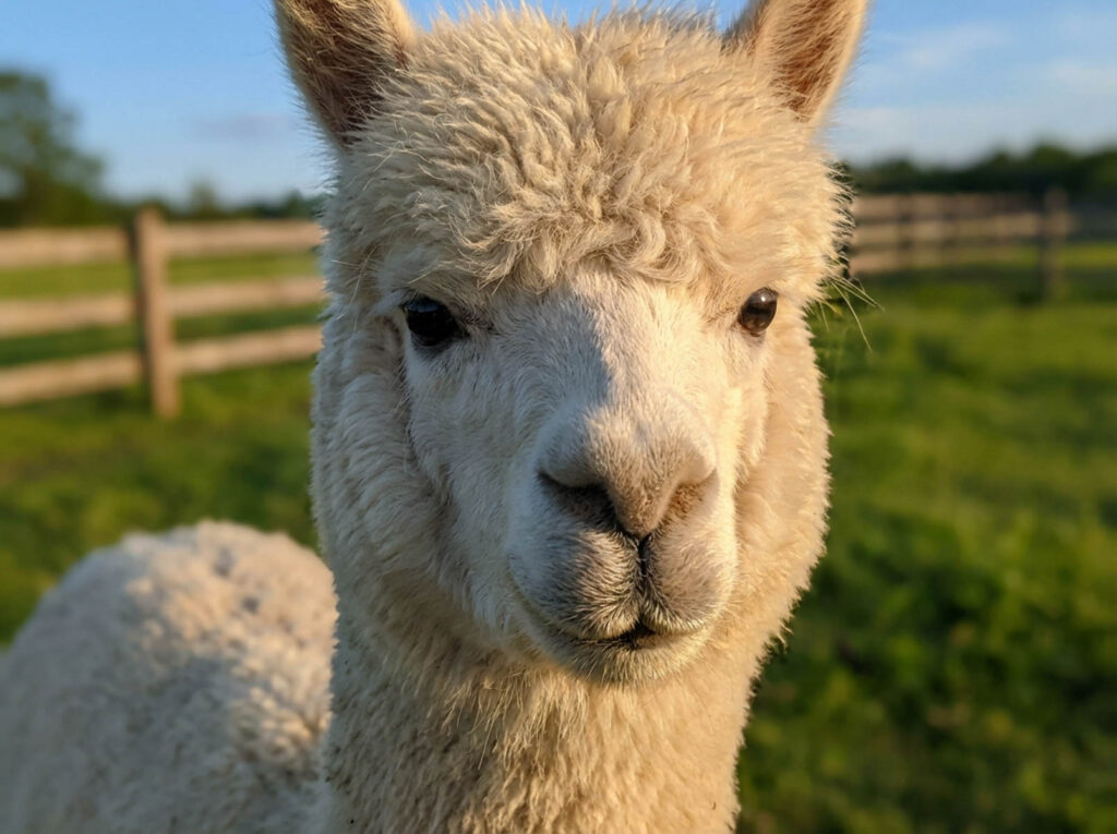 Close-up portrait of a cream white huacaya alpaca looking directly at the camera with a calm and curious expression, wooden fence and lush green pasture visible in the background.