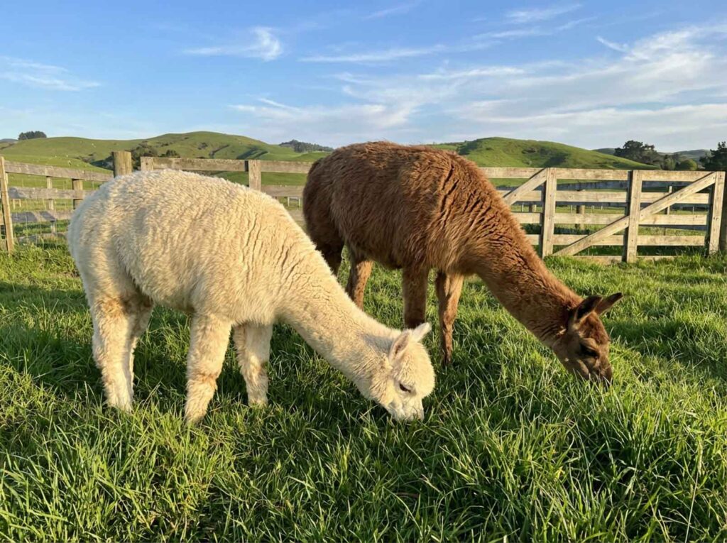 A cream white alpaca and a brown alpaca grazing peacefully side by side on lush green grass, wooden fence panels and rolling green hills in the background, warm golden sunlight.