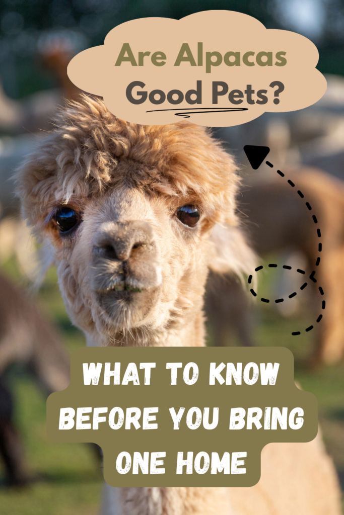 Pinterest graphic for “Are Alpacas Good Pets?” with an alpaca photo and overlaid title text.